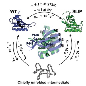 2021 - Xu Biophys J Fig 1